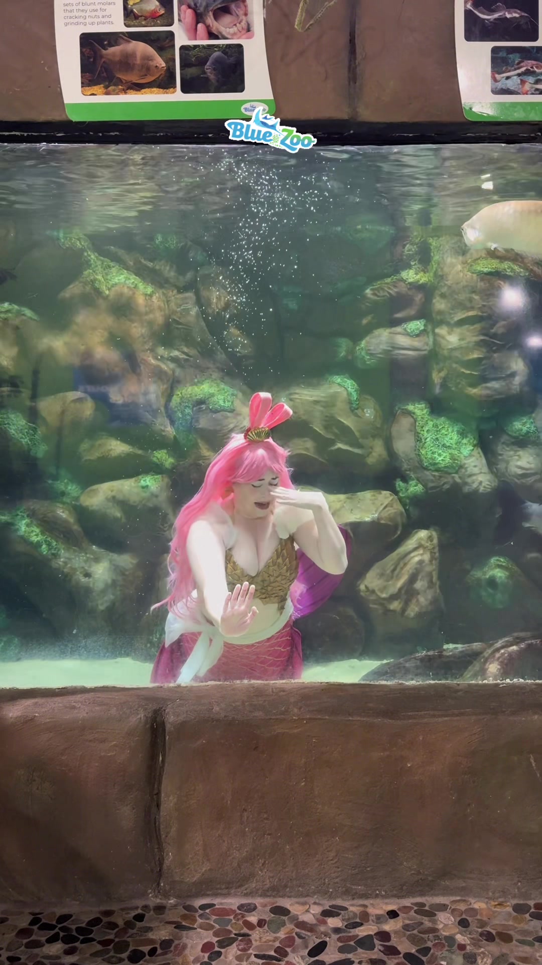 @Rose the Mermaid