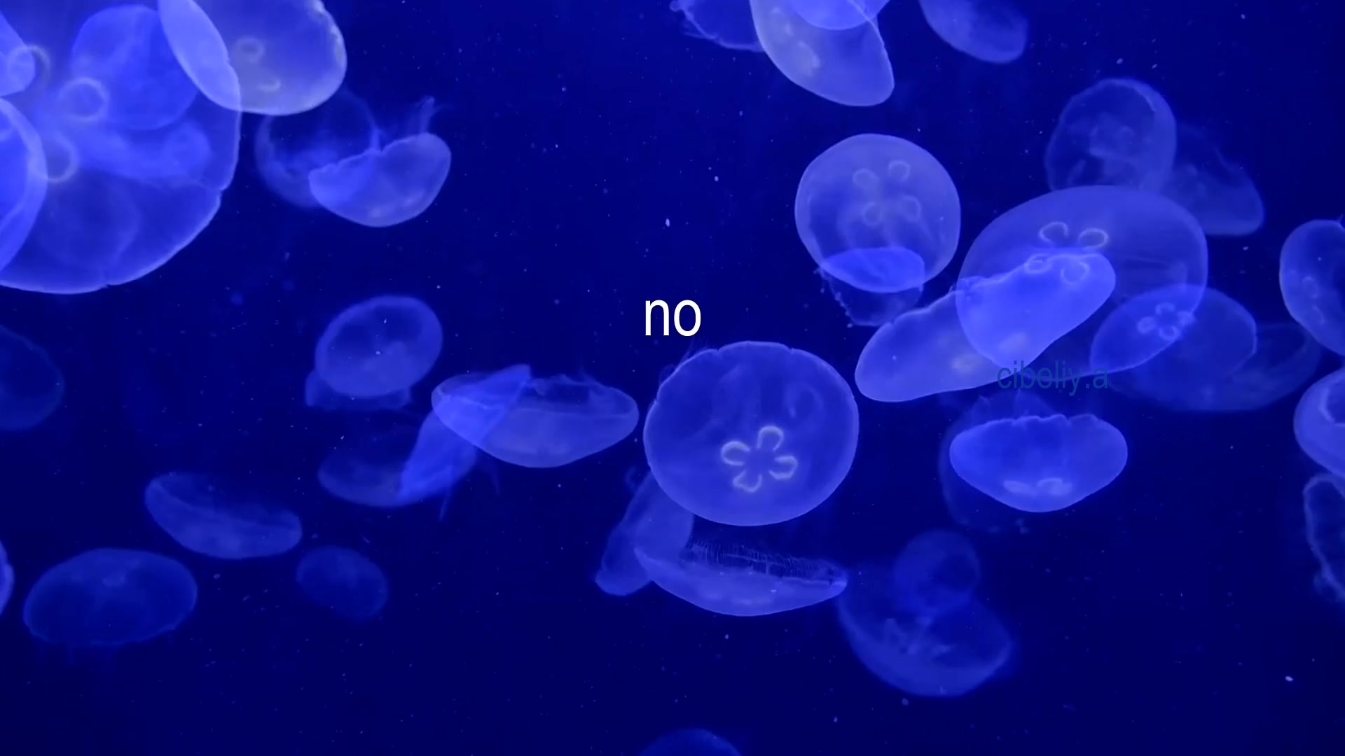 @*โขโขโง๐ช๐๐๐๐๐โงโกโก
