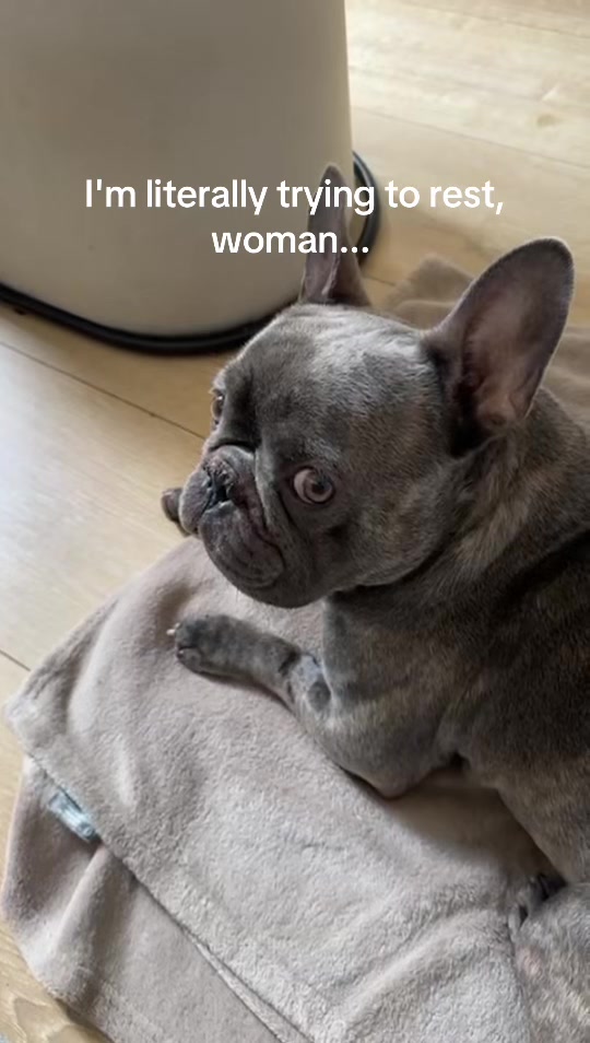 @Bose the frenchie
