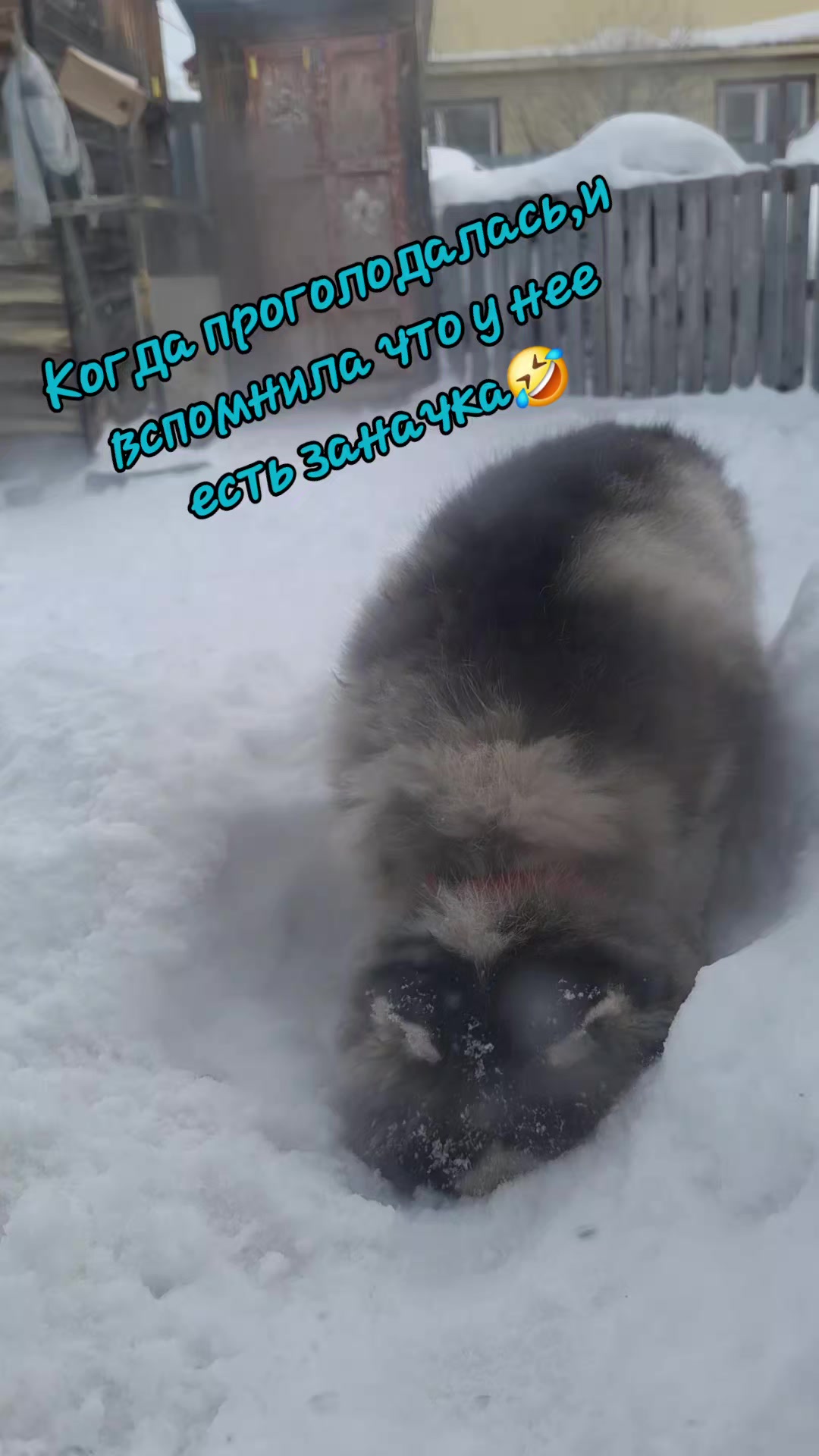 @*ШАЛЬНАЯ ИМПЕРАТРИЦА*