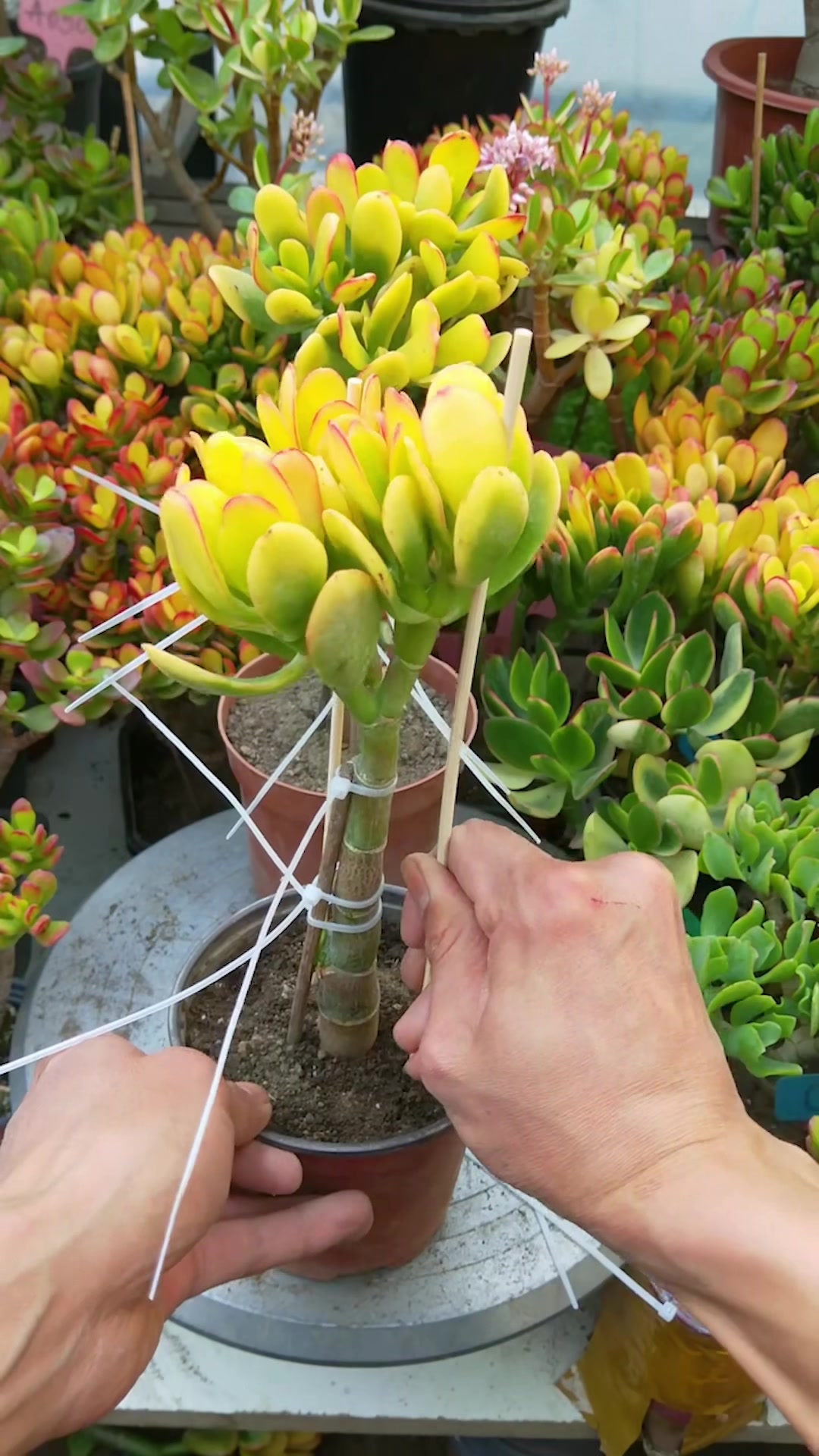 @Succulent Garden