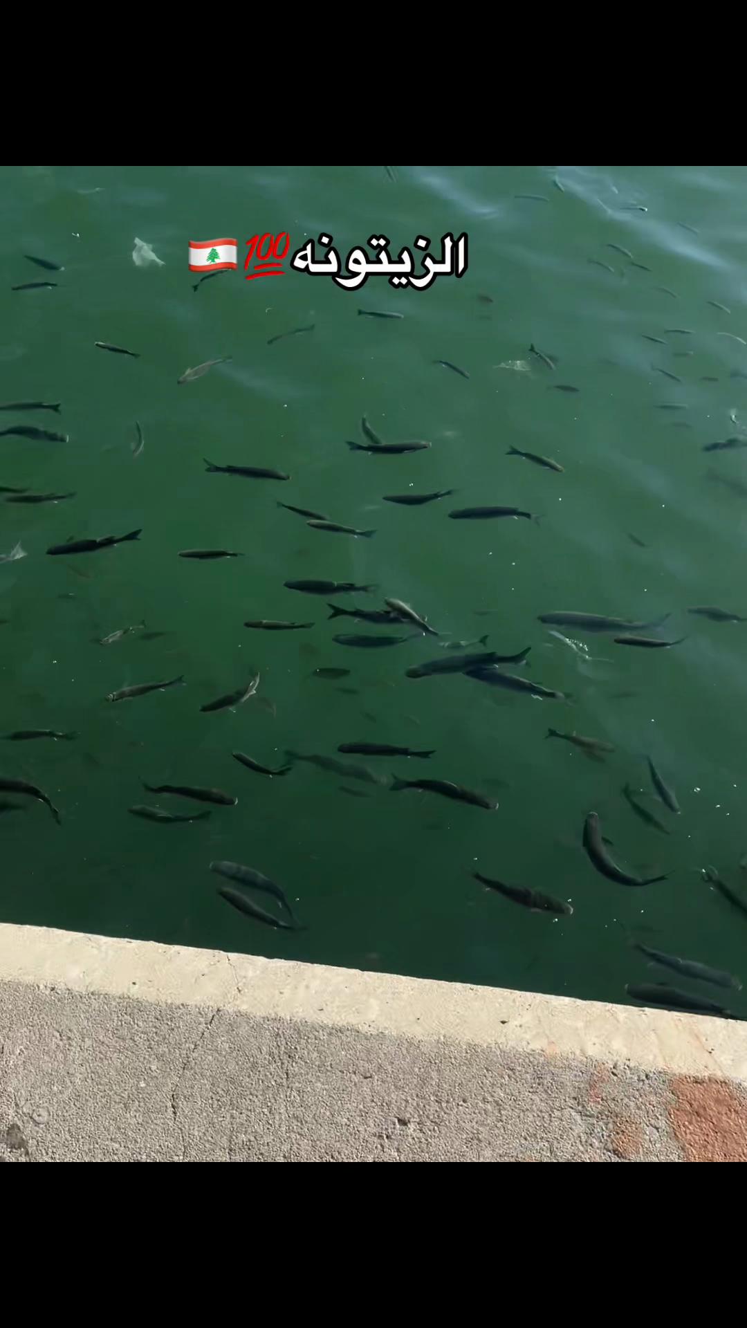 @﮼جمر﮼الديري ²⁰ 