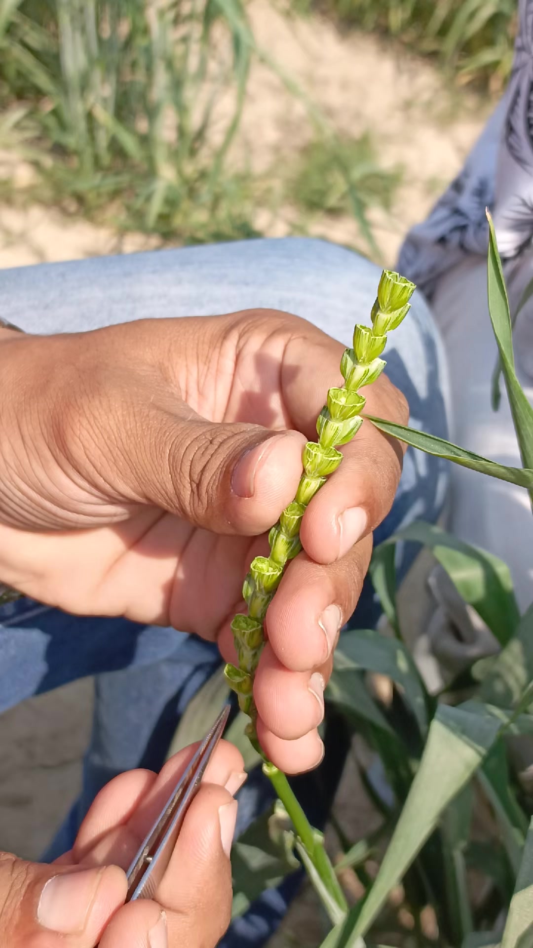 @Mr.Tori.Farming (pathologist)