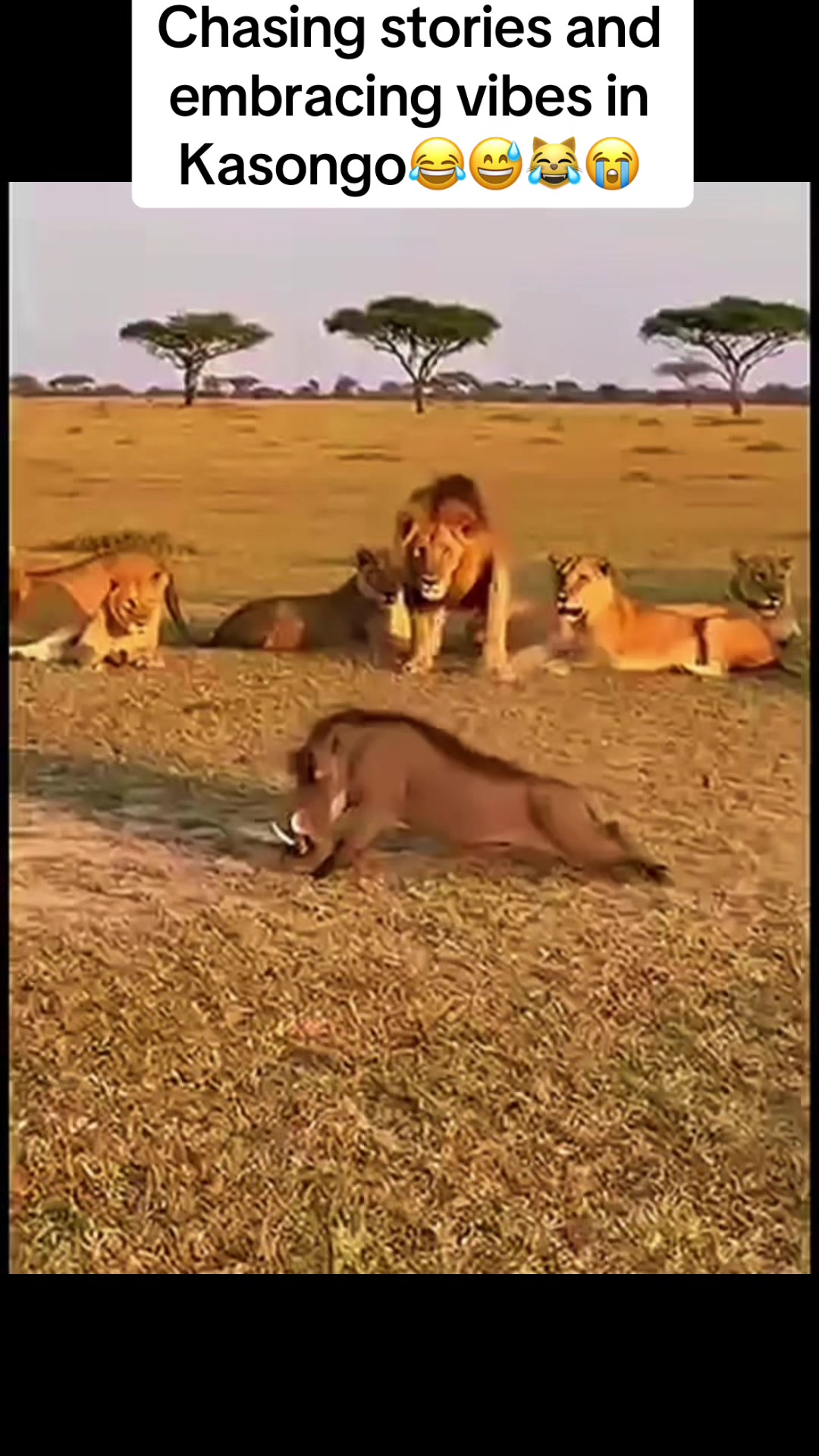 @Roi De la Jungle
