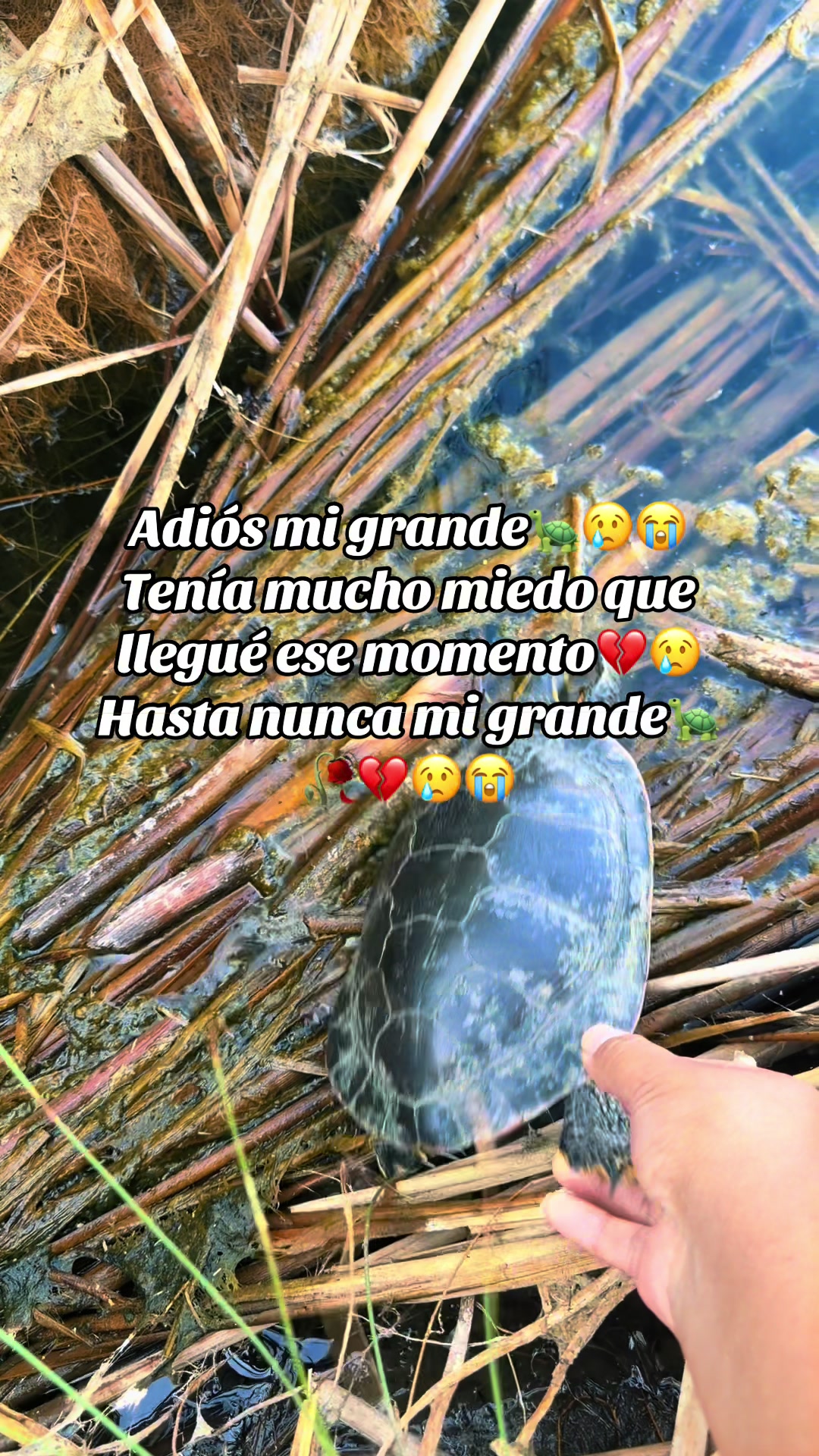 @🐢Mary🌈🦋✈️🚀