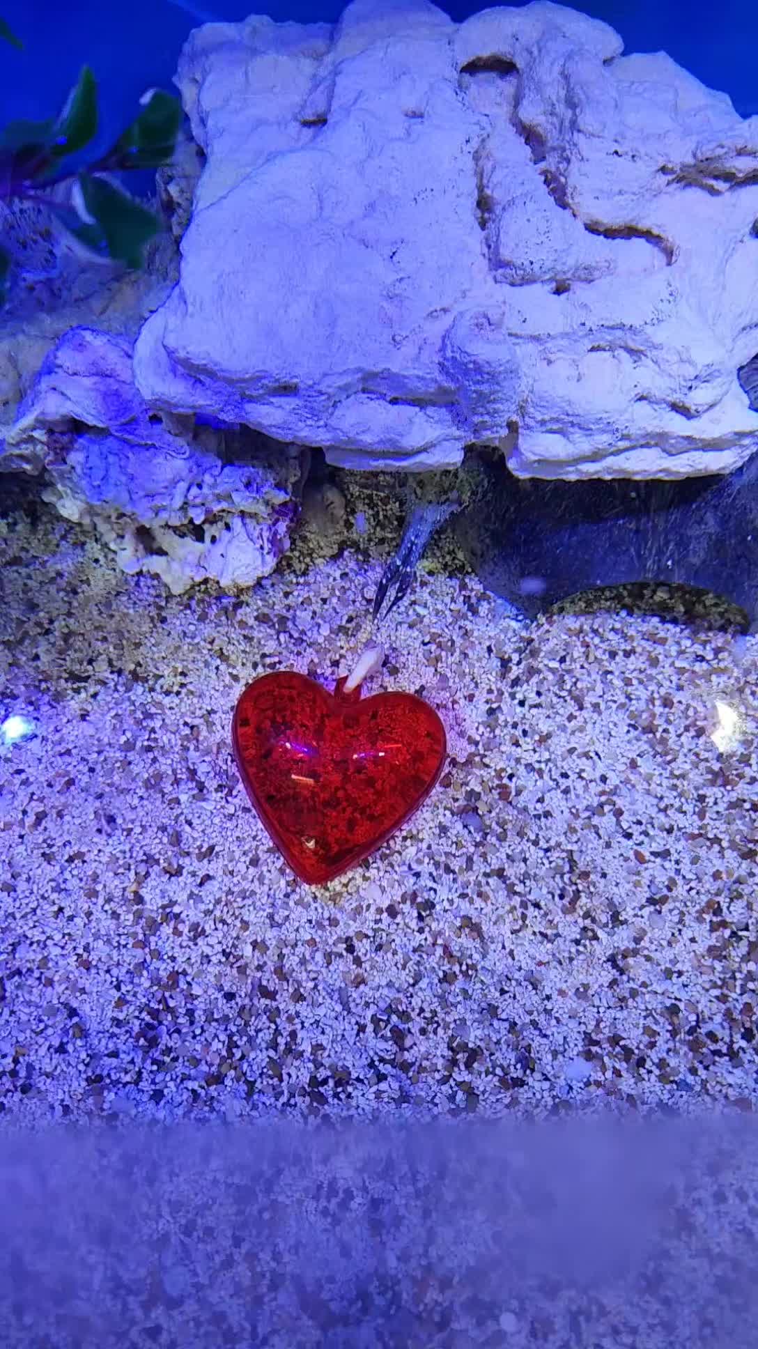 @Cuttle Aquarist