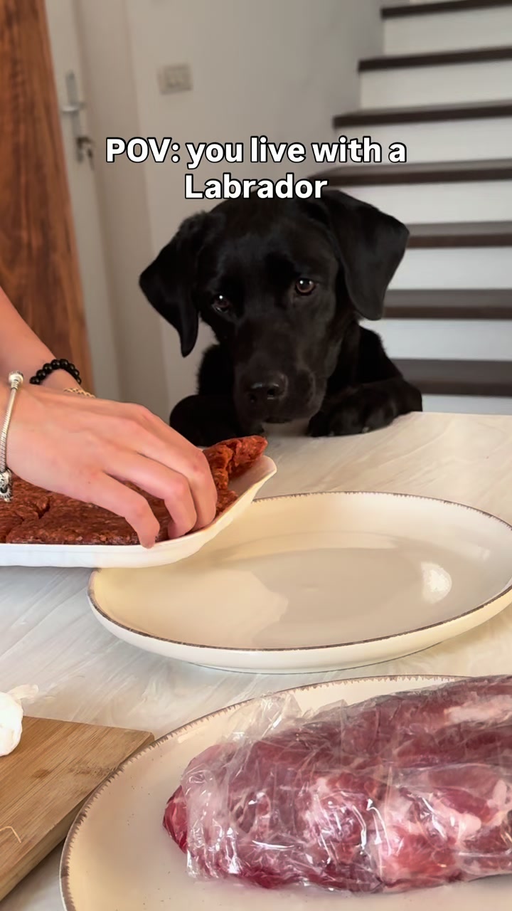 @lisatheblacklab