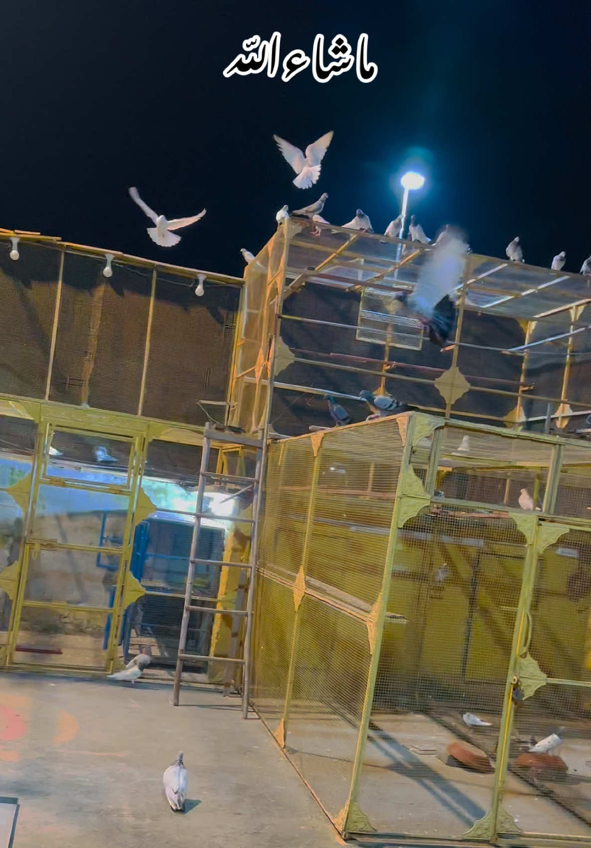 @Dar pigeons club
