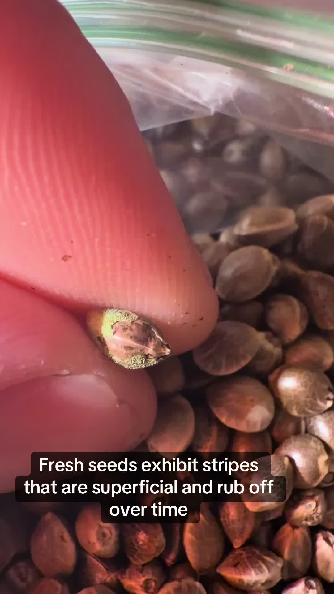 @SEEDTIVA
