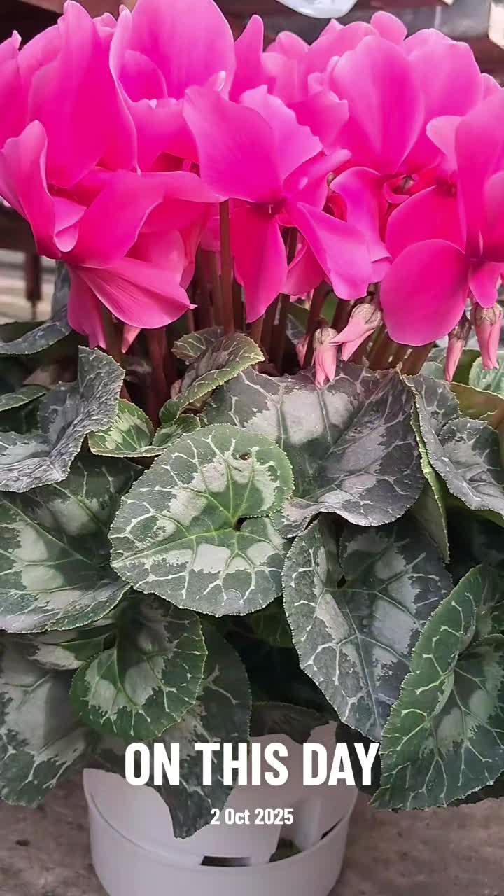 @Tararai