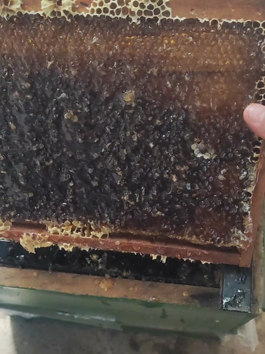 @Doğan Arıcılık 🐝