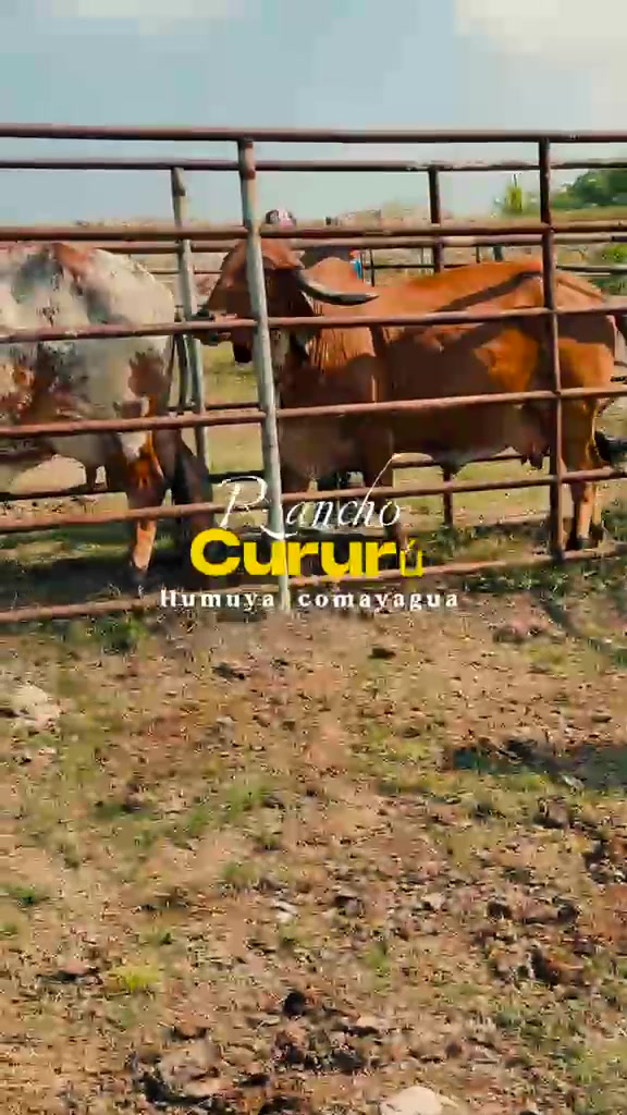 @CURURÚ