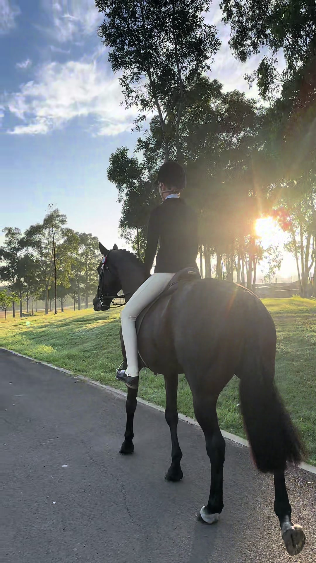 @AR show horses