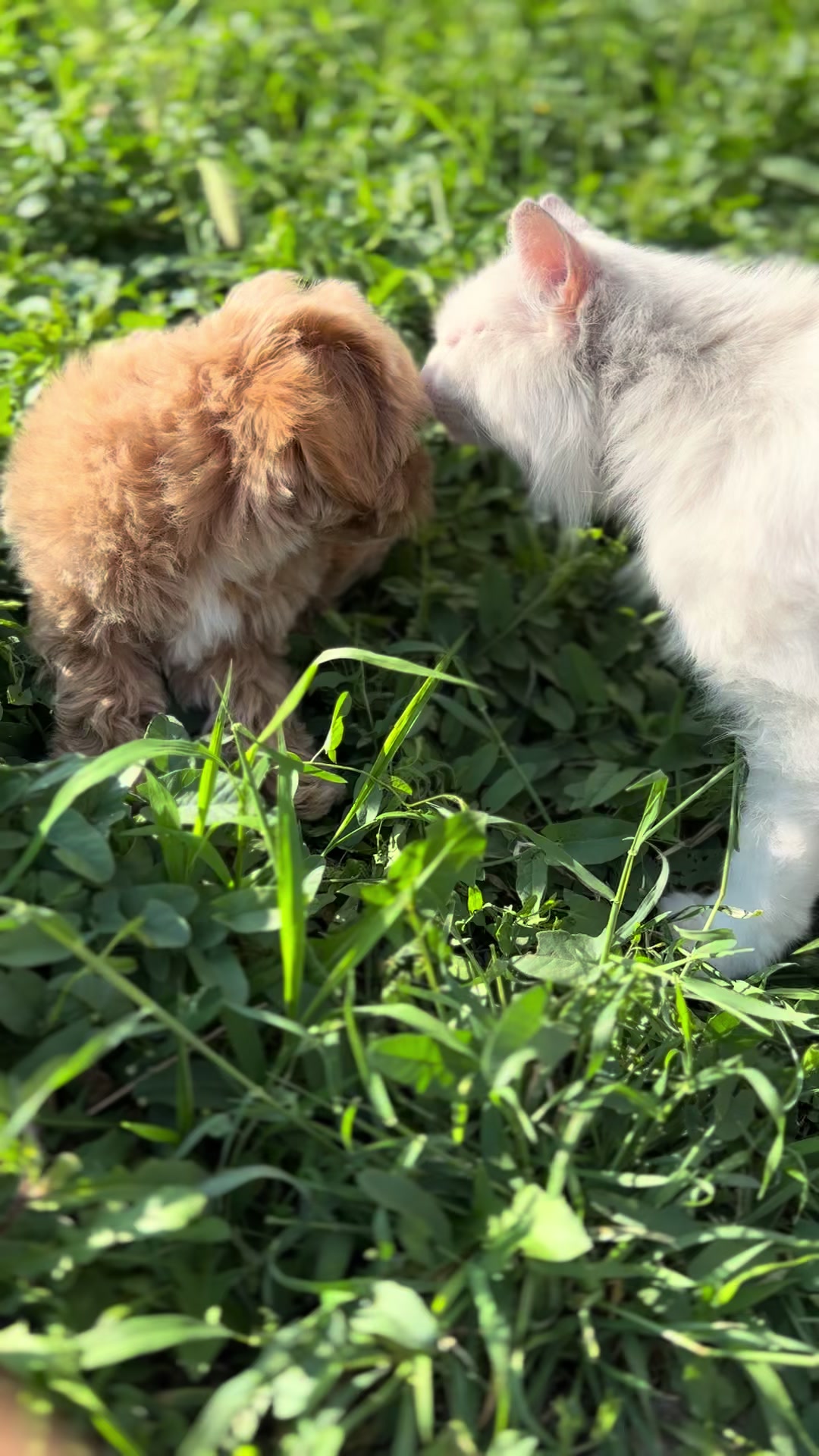 @toypoodlemaltipoo_puppie