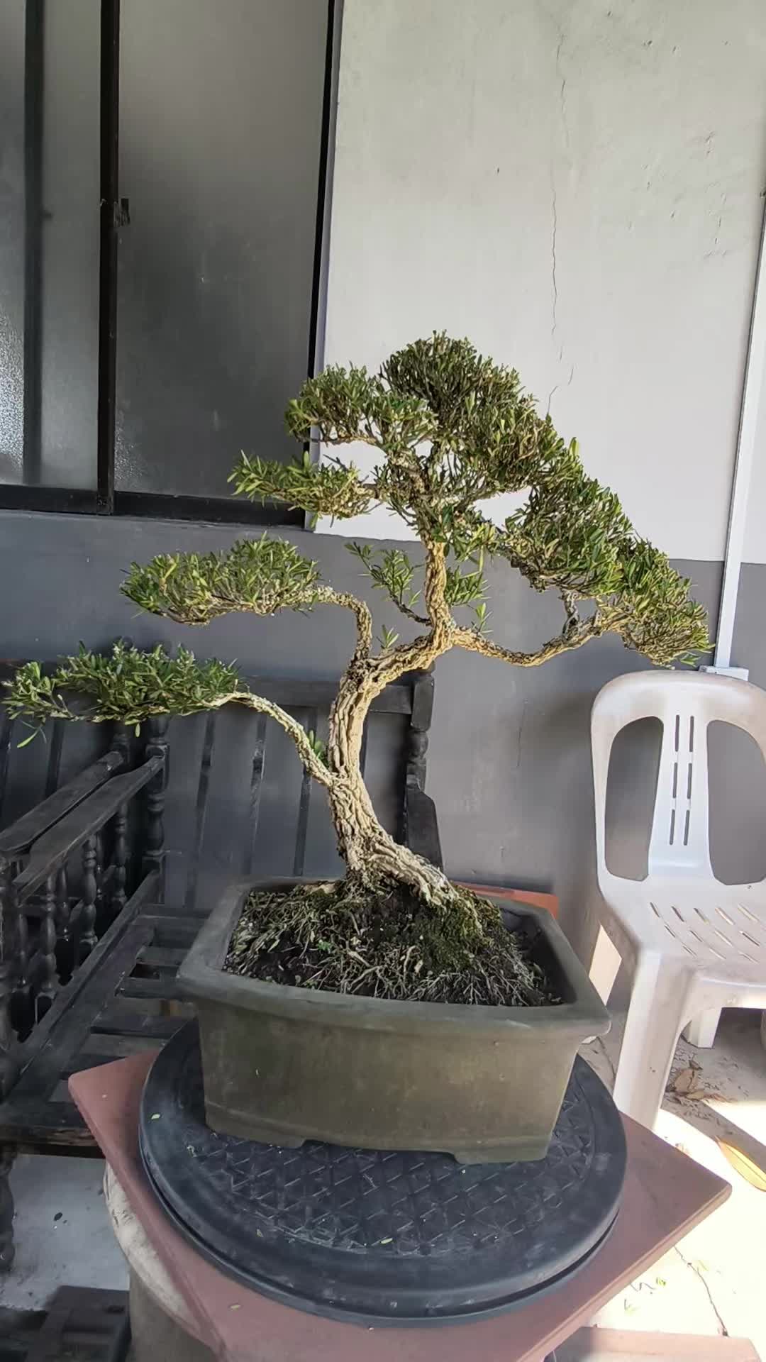 @ONE BONSAI JB