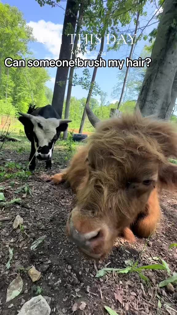 @TennesseeTedMiniFarm