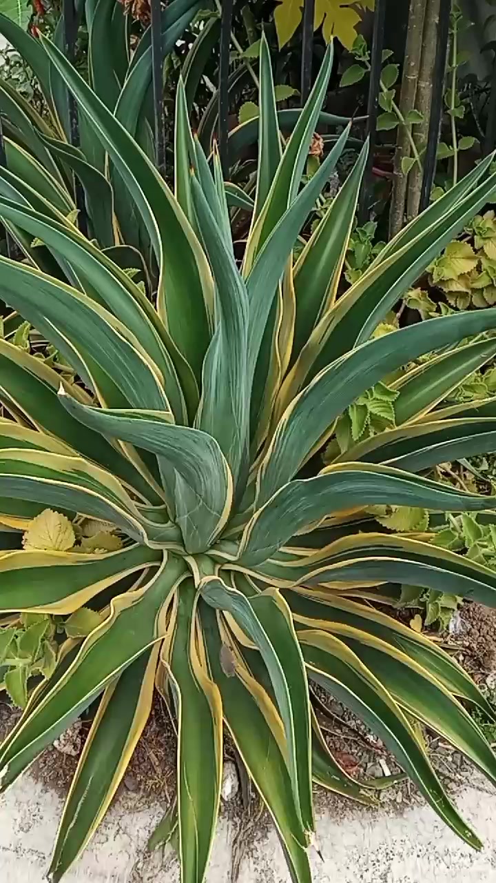 @Rolyn777