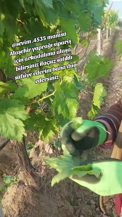 @meral 115