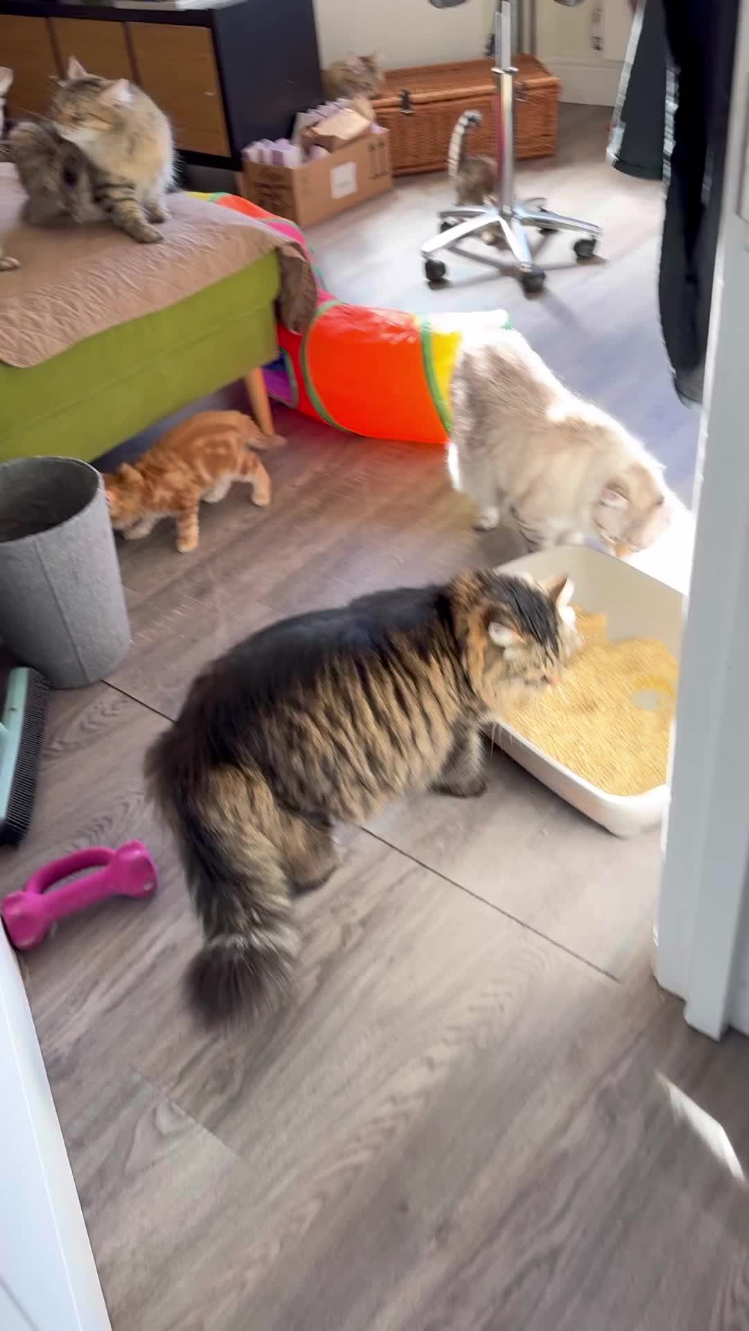 @SiberianRiver Cattery Uk