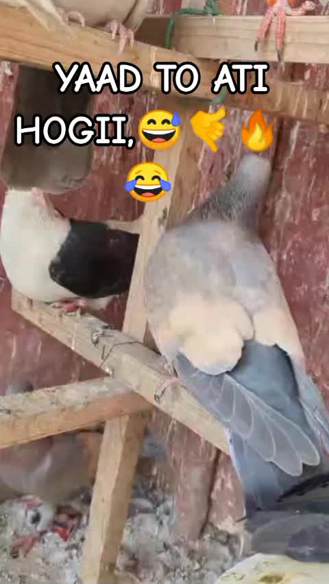 @🕊Badsha🕊