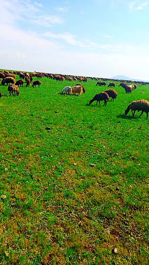 @sezer aydın
