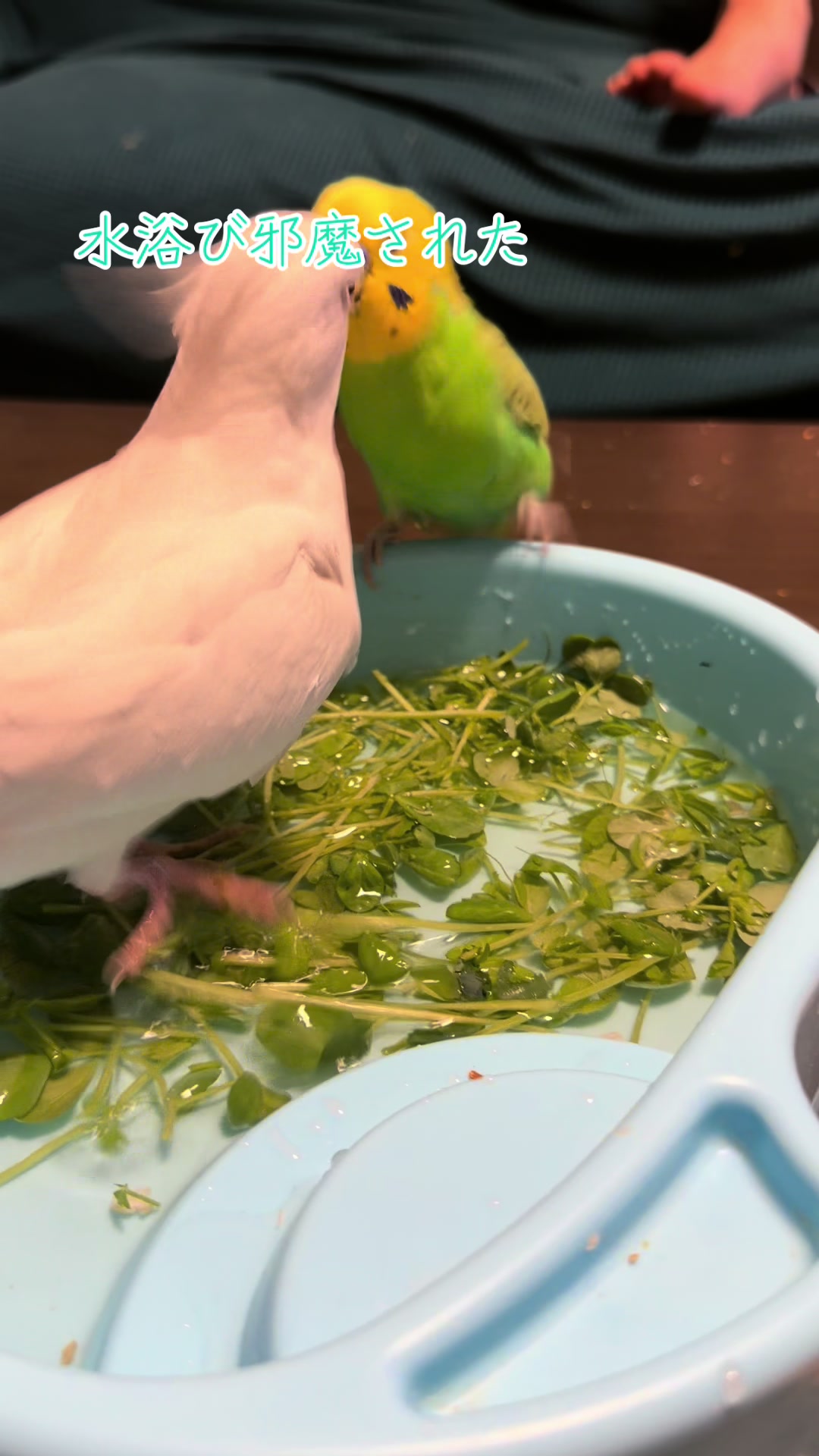 @こむぎーず🍒