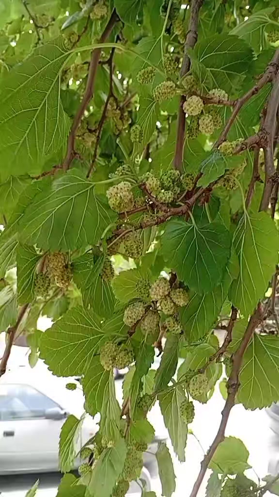 @🌿 çimen 🌿1313🌿