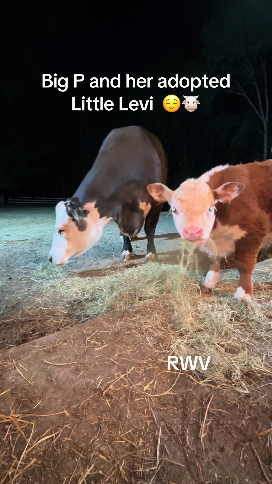 @RWV Land & Livestock
