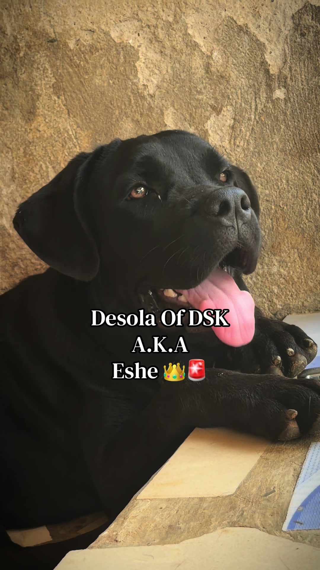 @Nala & Eshe 🦴🐶