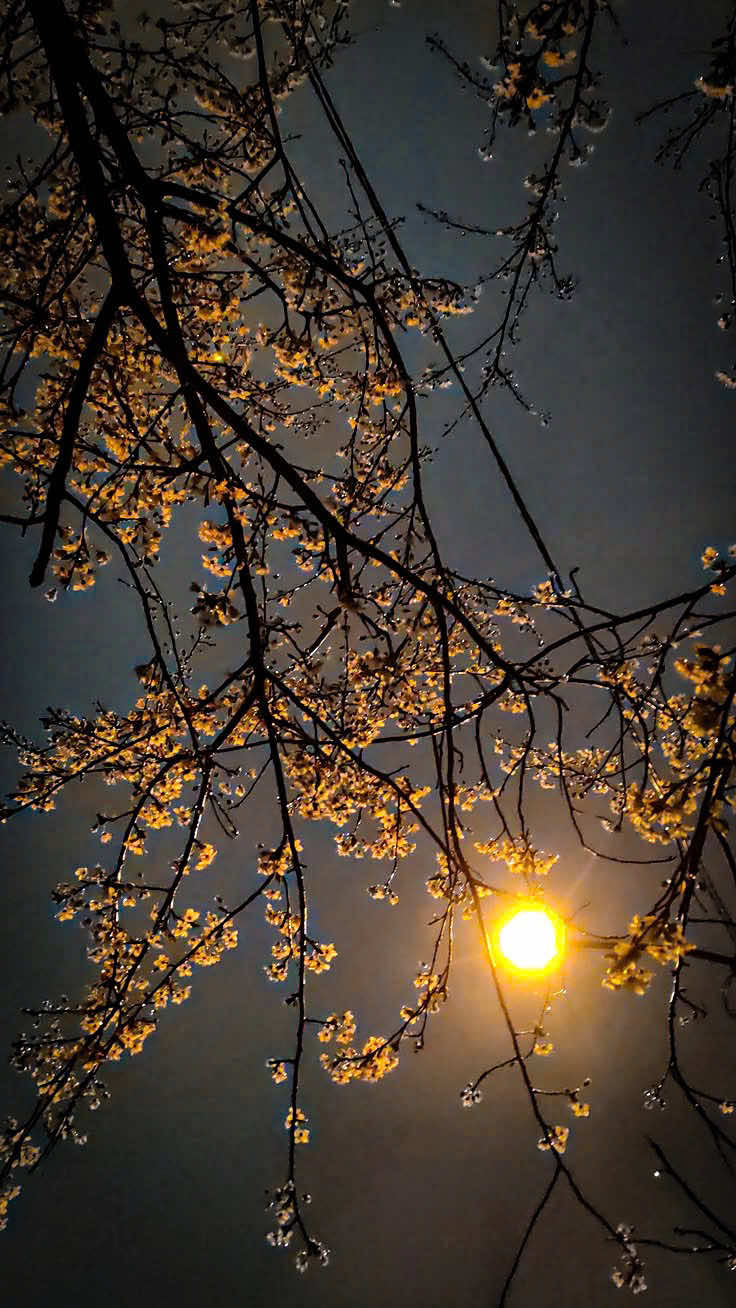 @𝑻𝒂̂𝒏 𝑻𝒉𝒊