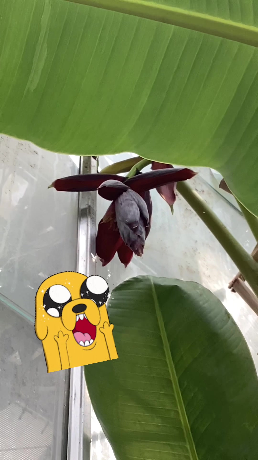 @bsu greenhouse