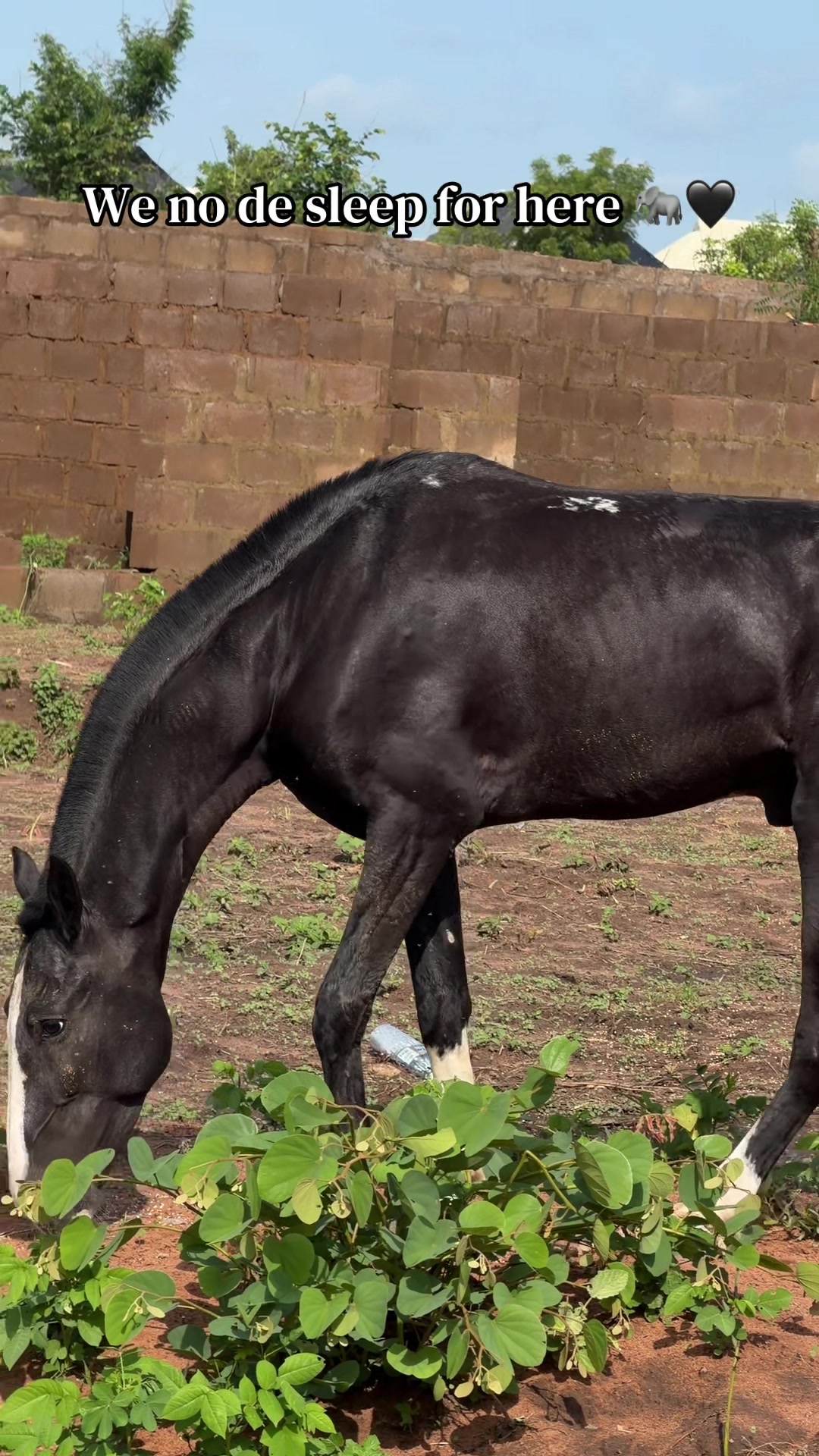 @GIWA🐴EQUESTRIAN🐎♥️WORLDWIDE