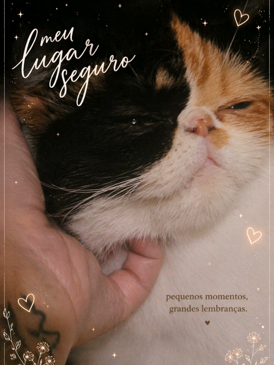 @Gatos Persas de Luxo