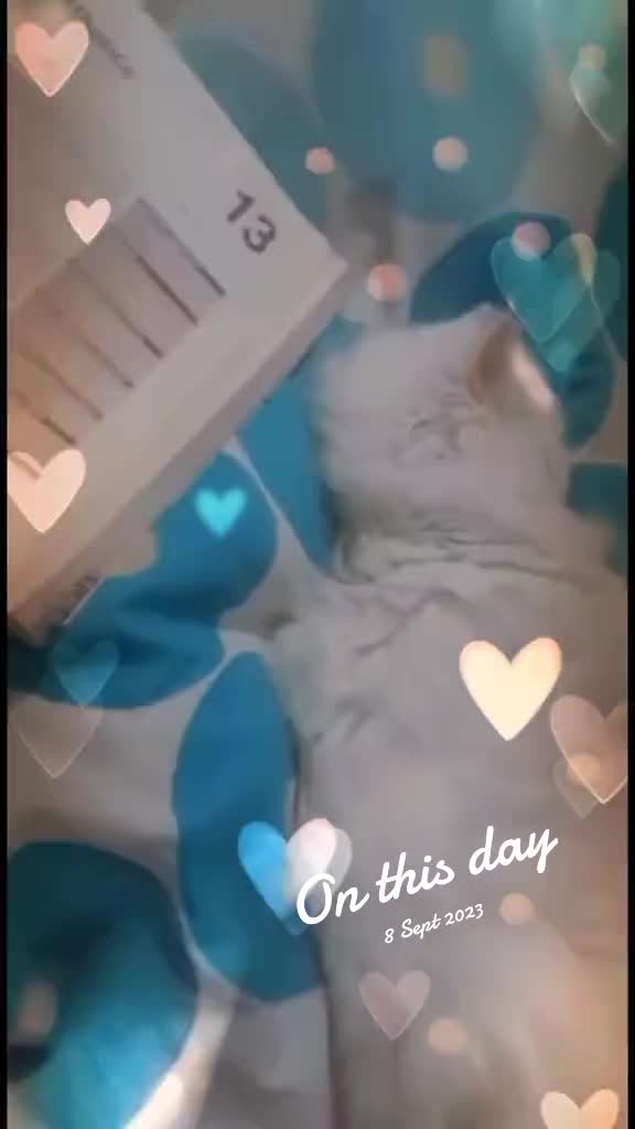 @๐๐ต๐ฎ๐ฎ๐ท๐ช ๐ฒ๐บ๐ซ๐ช๐ตโ๐ฆเผโ
