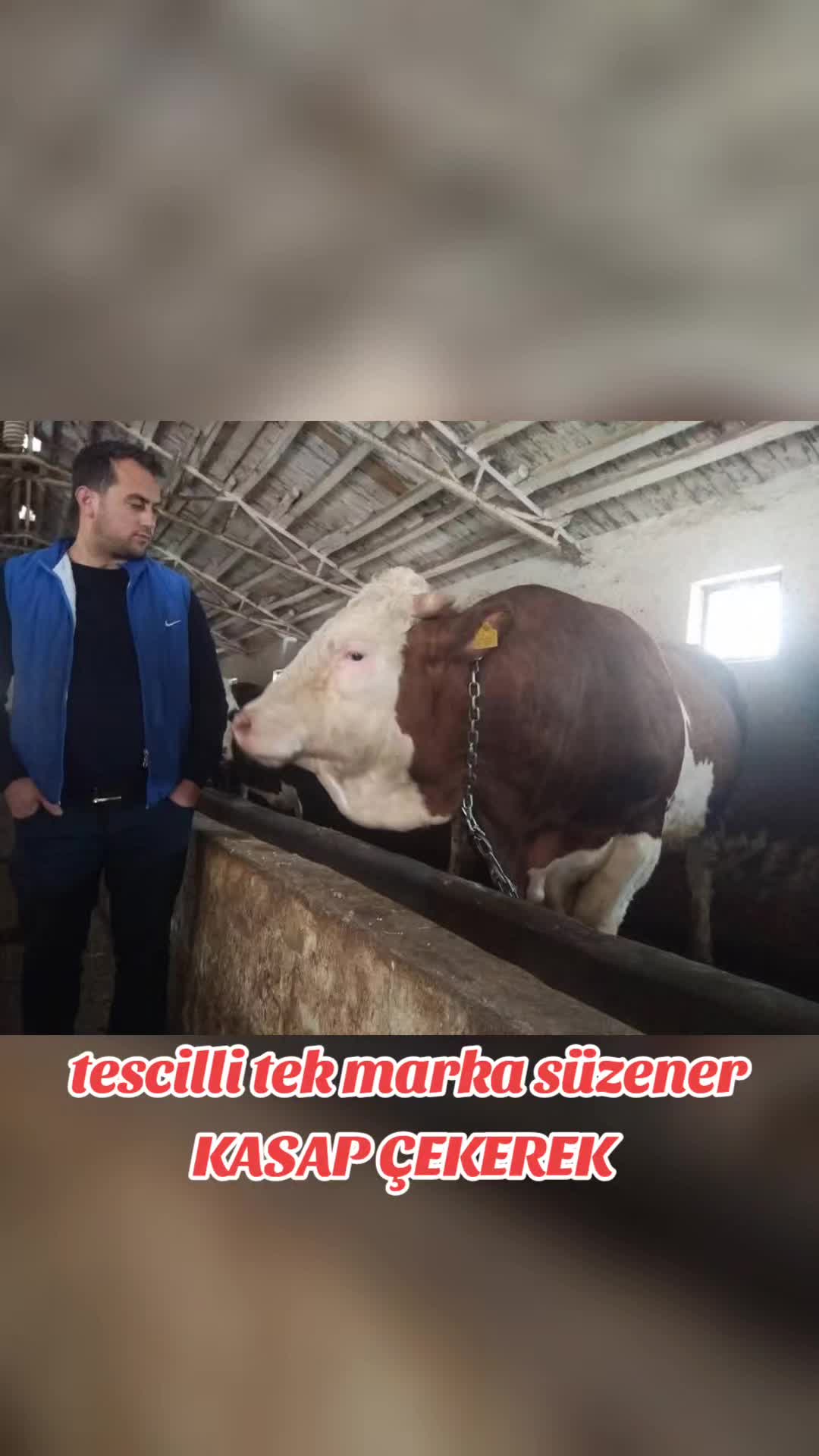 @mesut süzener