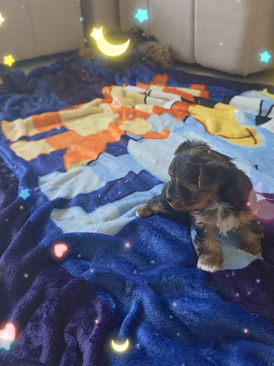 @A.PAWS🐕🐾