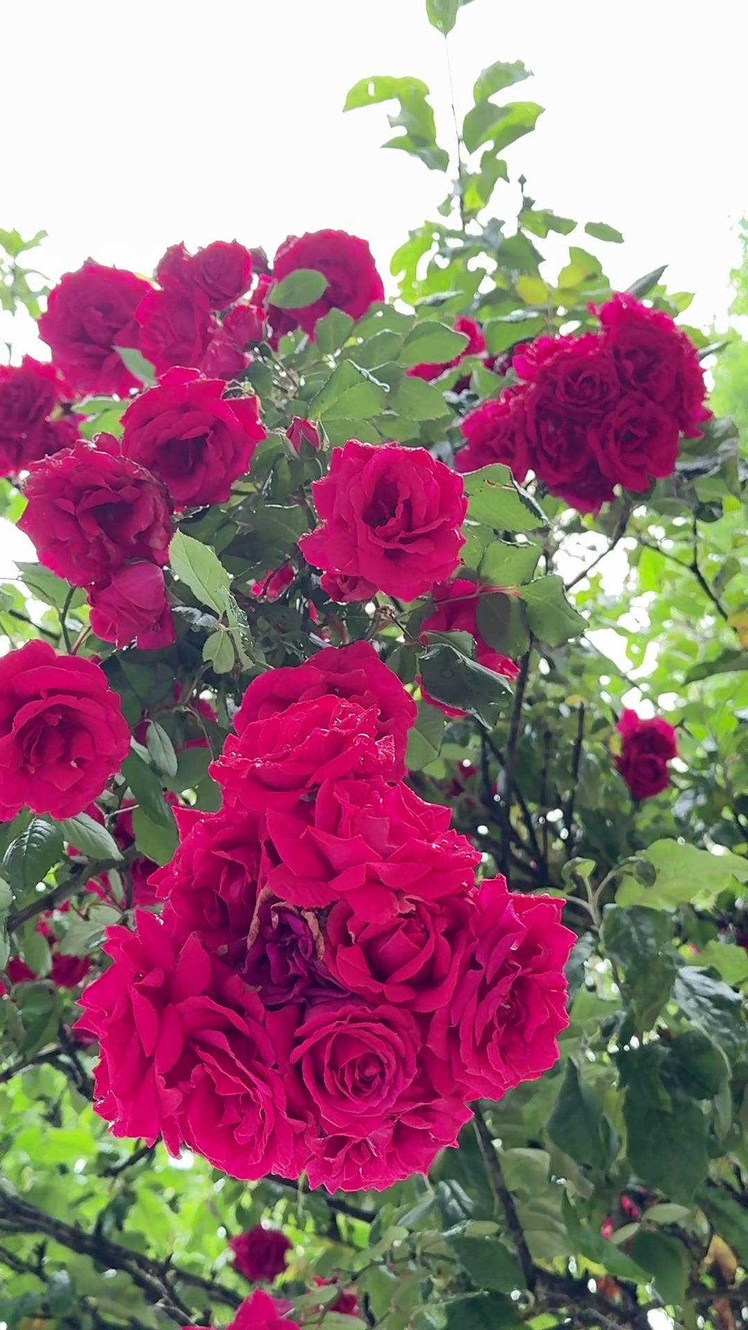 @Hanife Gen&ccedil; 🌺🍀🍀🌺