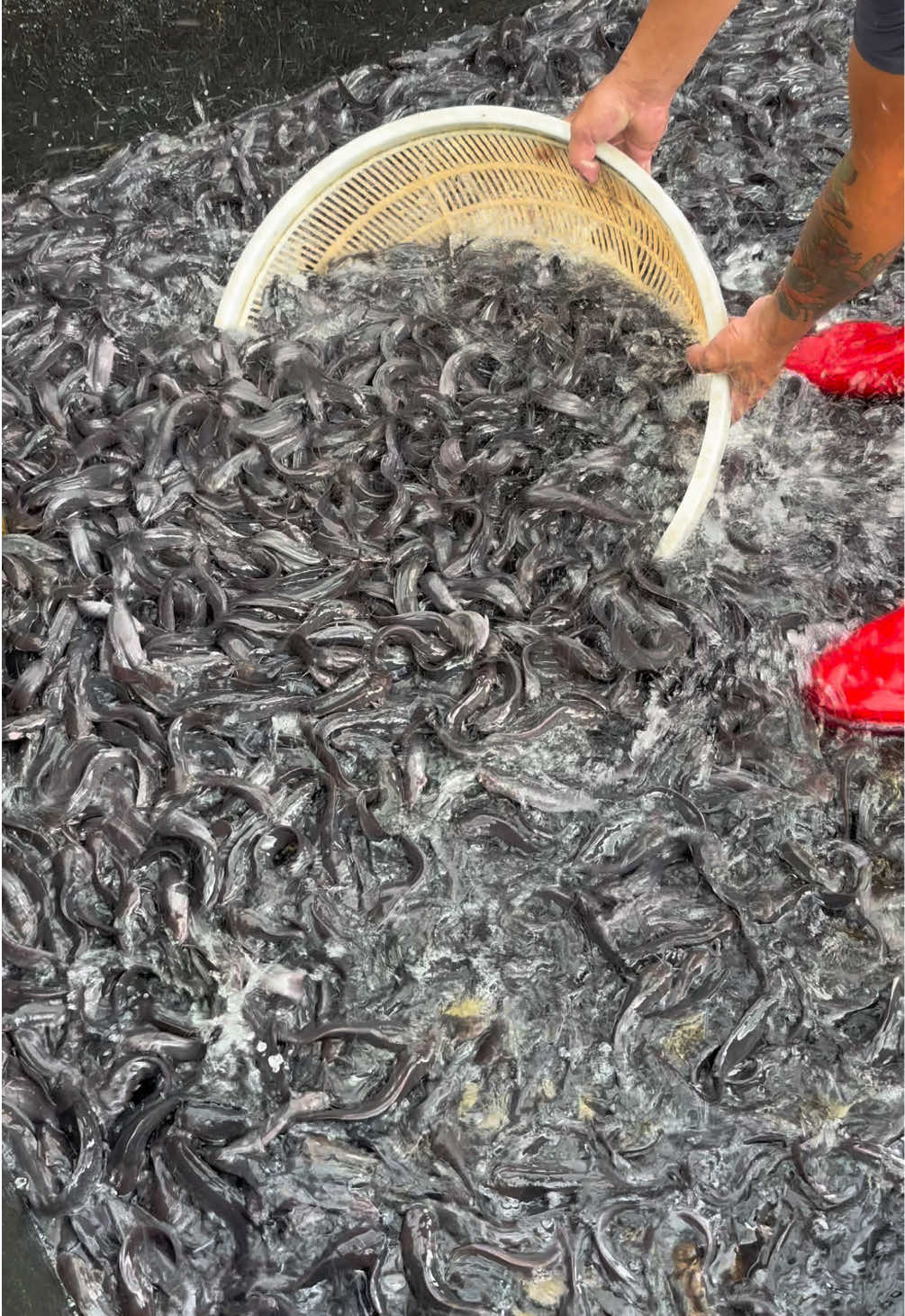 @Trại Cá Giống Quang Lâm