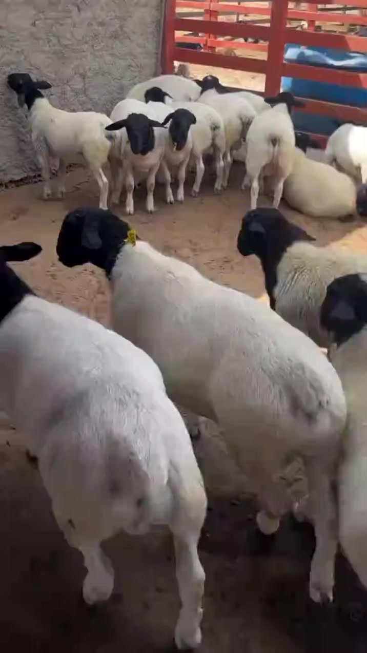 @KENYA FARM NAIVASH 0737434484