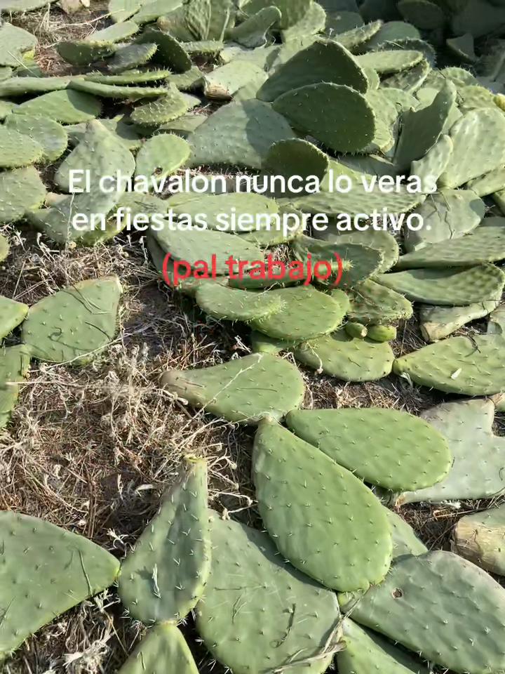 @M.V