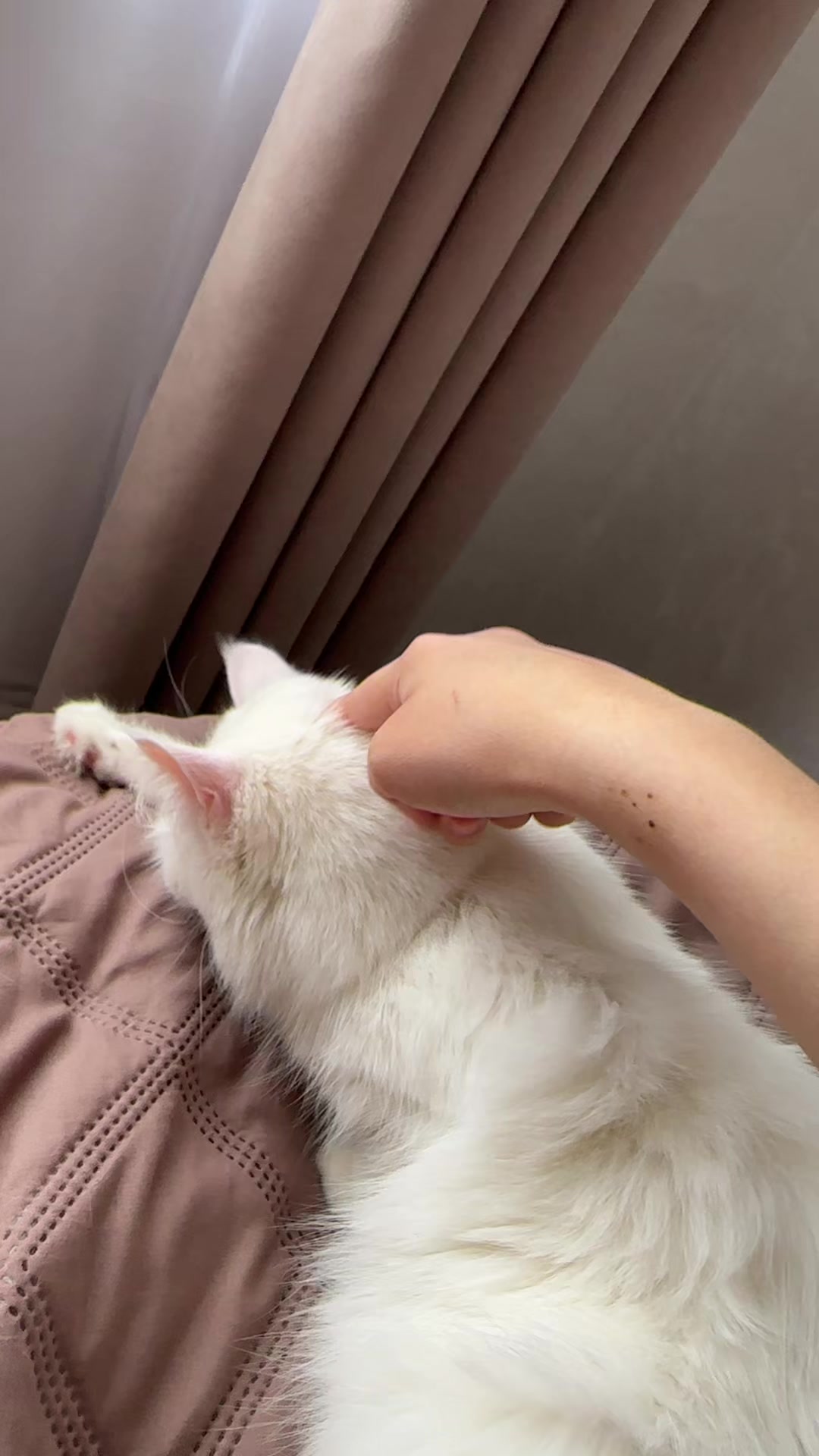 @💗🐰Ласка🐰💗