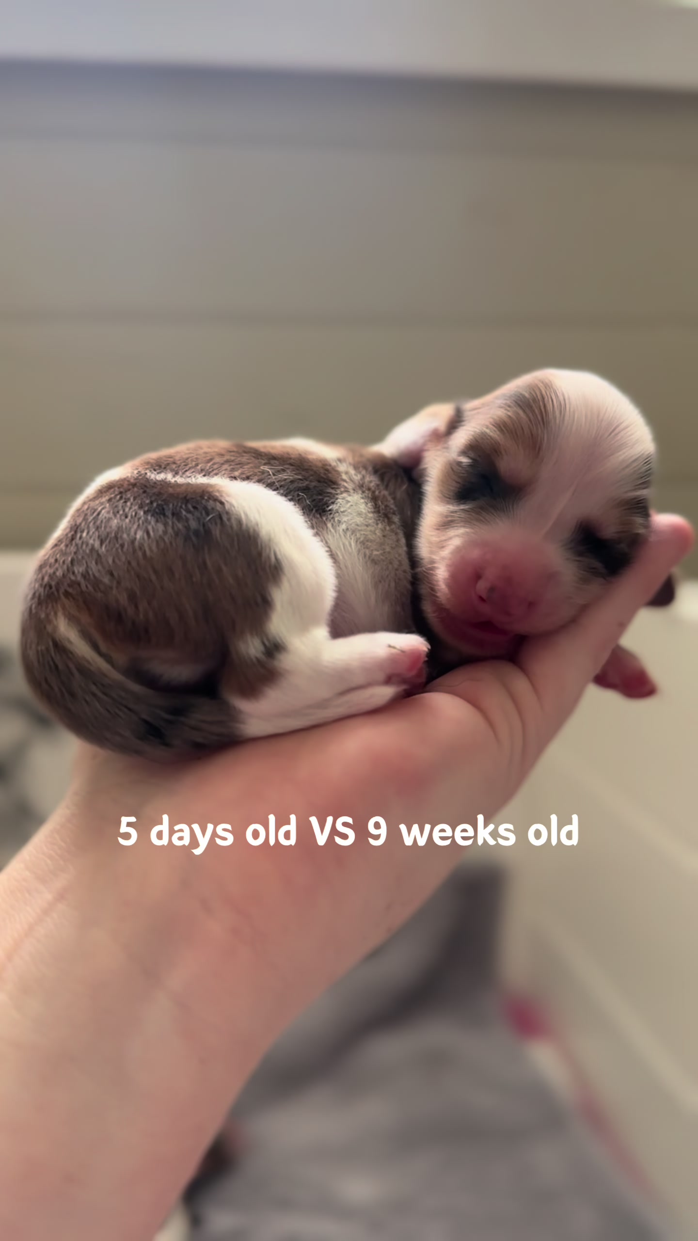 @ONATAH Dachshunds