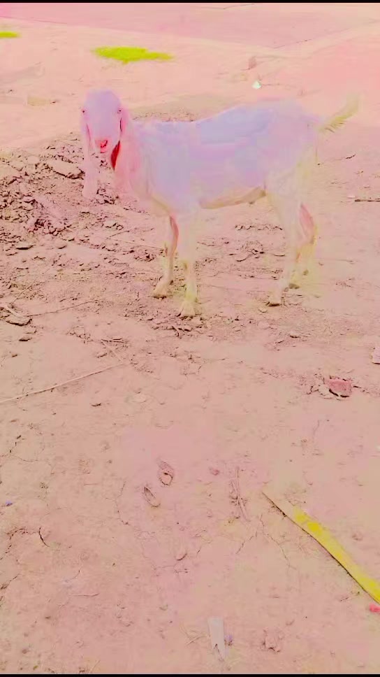 @Noman Khan
