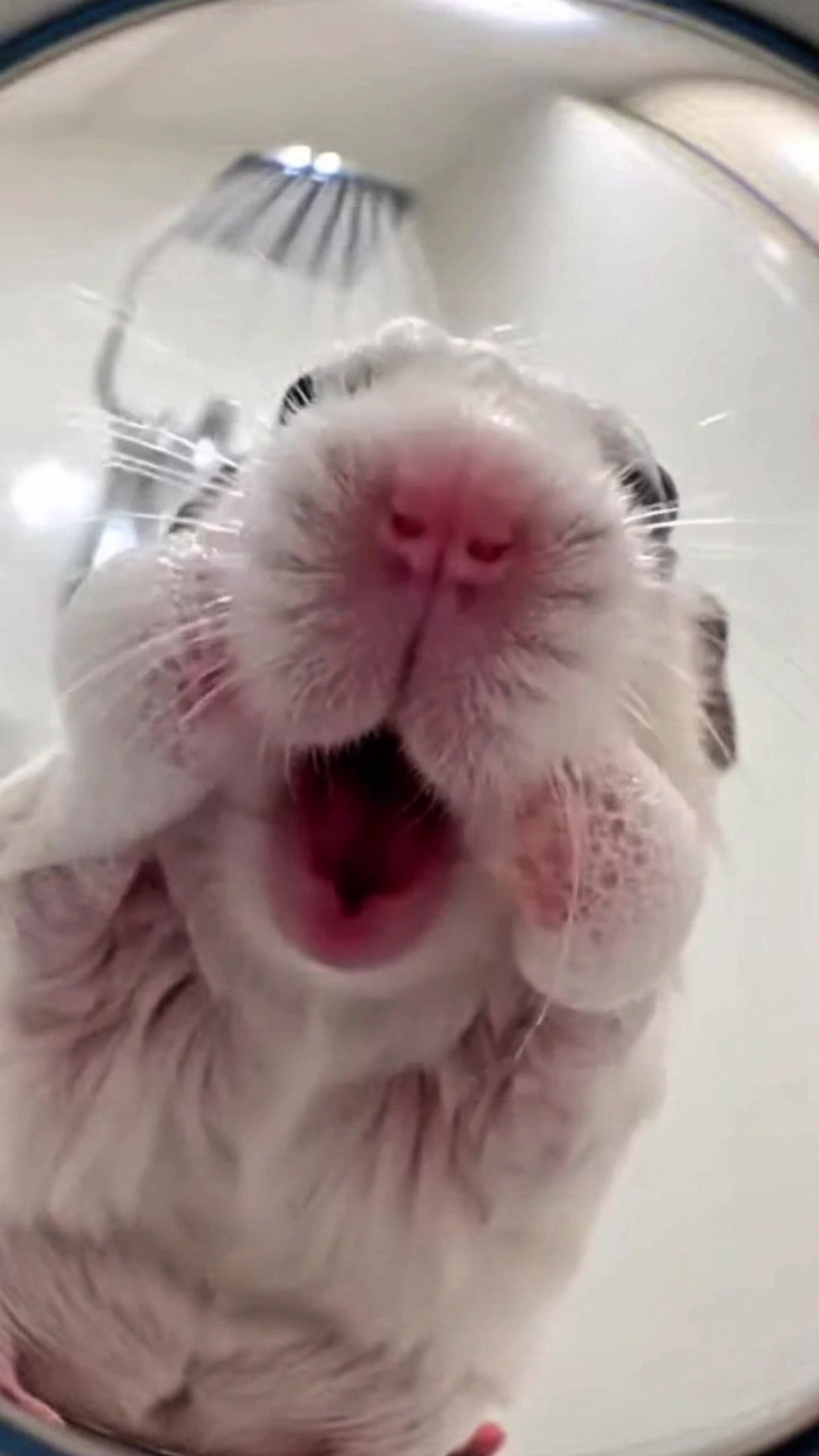 @White Hamster 🏳️⚔️