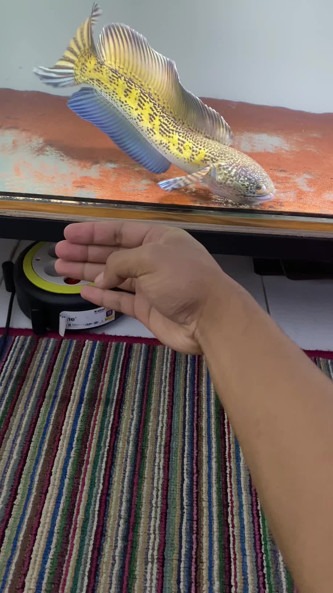 @RULL SNAKEHEAD