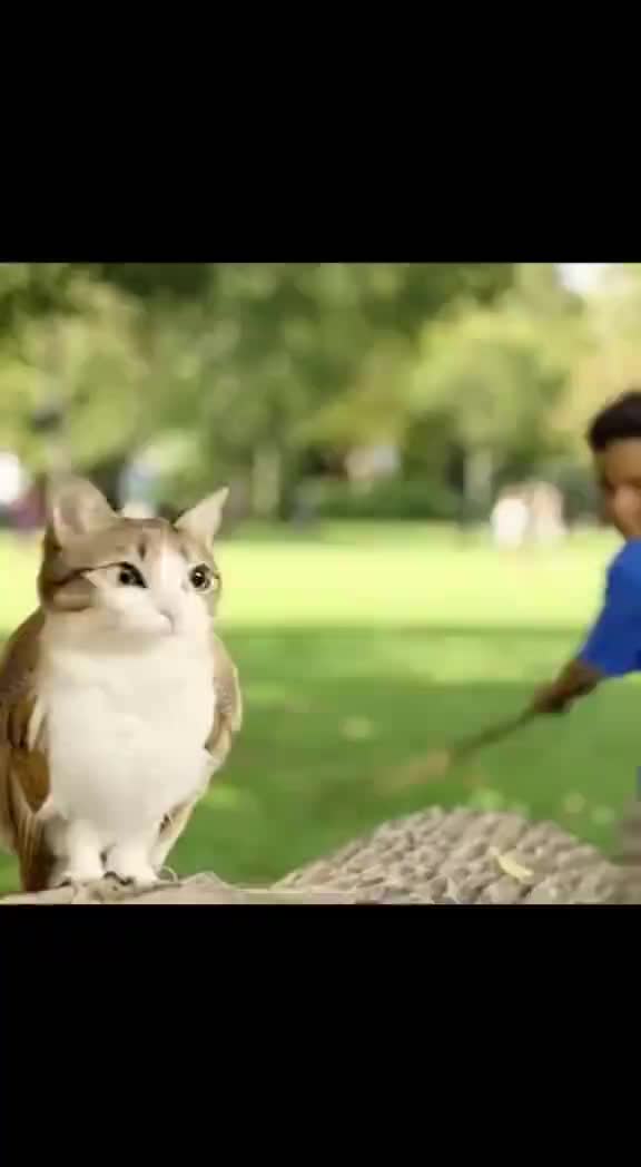 @🔥Meowsito❤️