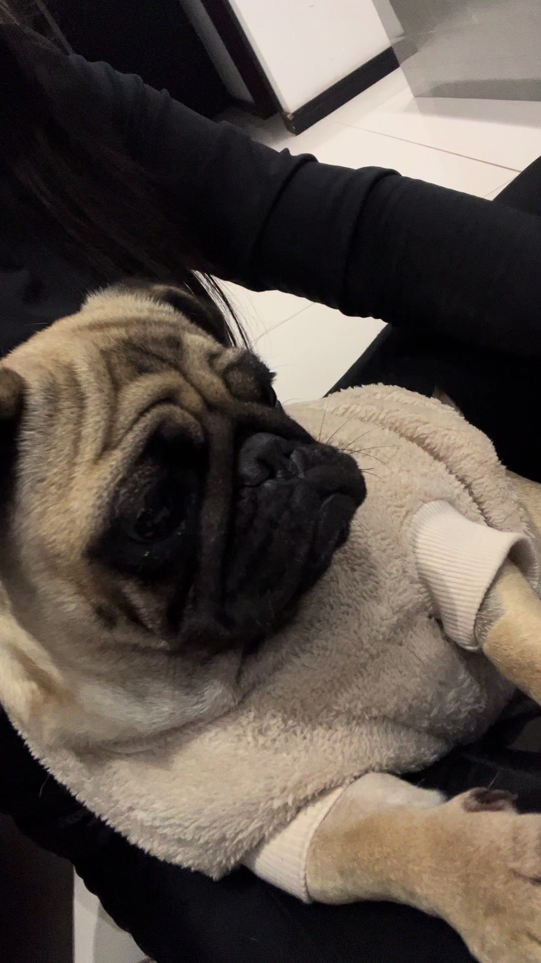 @pugSofyHarry