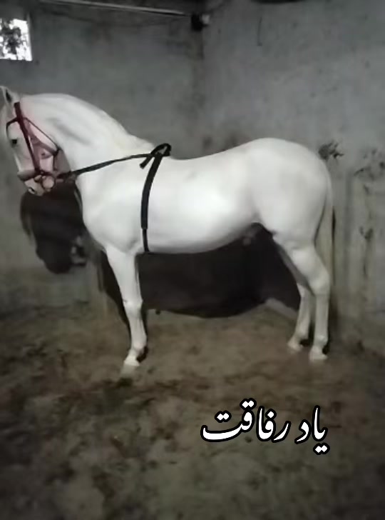 @Farasat Ali Ranjha Awan