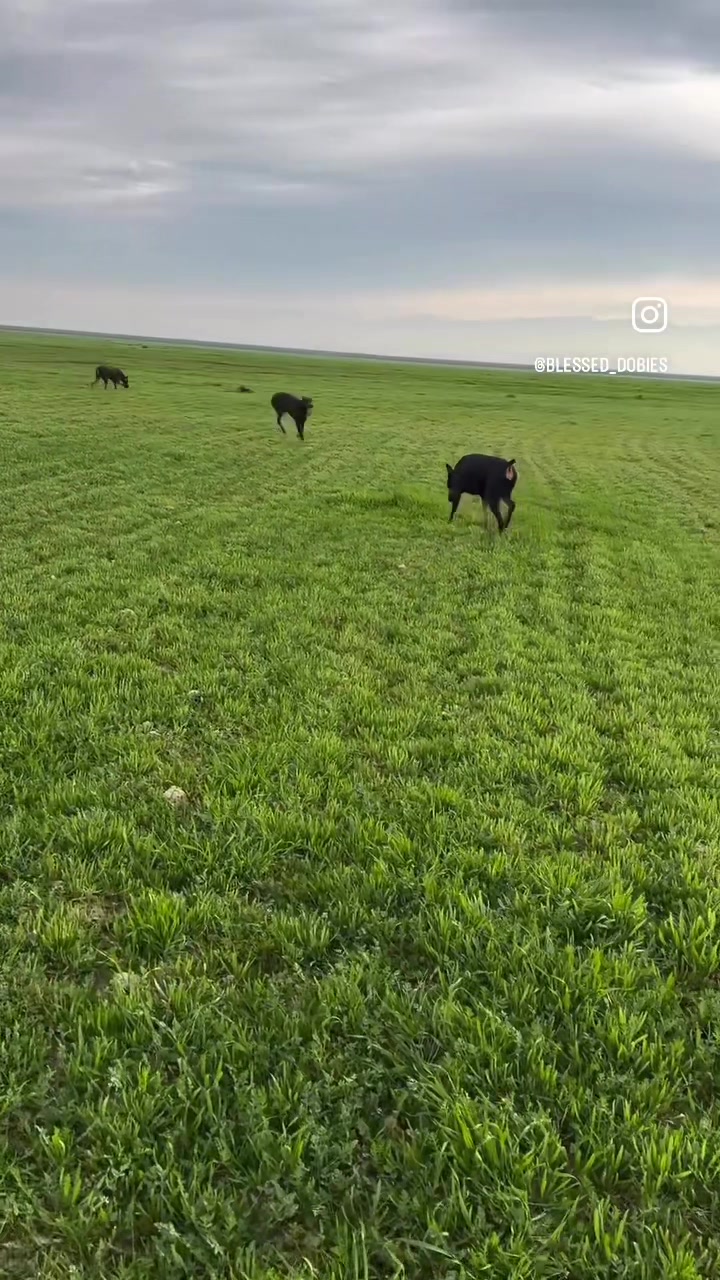 @blessed_dobies