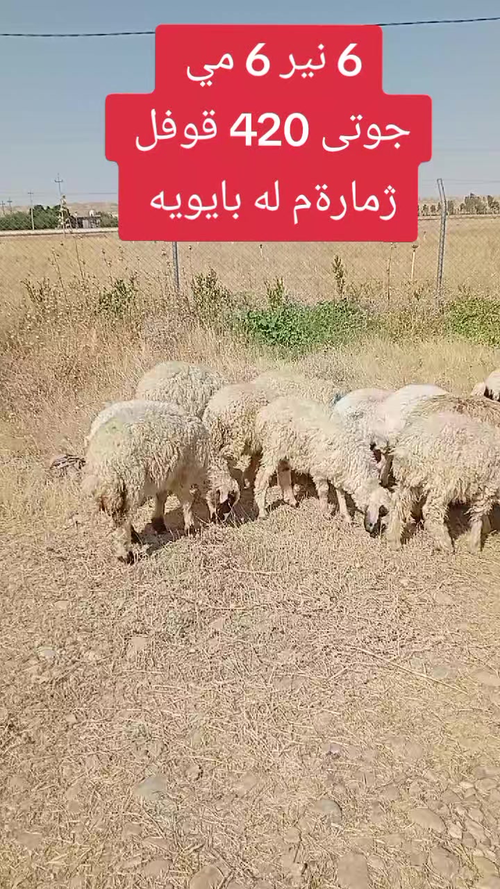 @احمد الكوردي